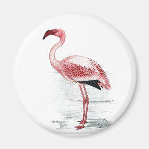 Íman Flamingo Claude Gibney Finch Davies