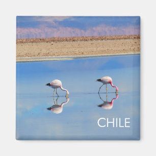 Íman Flamingo, Deserto de Atacama, Imagem do Chile