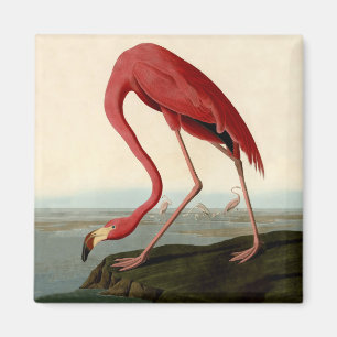 Íman Flamingo do americano de Audubon