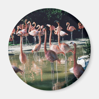 Íman Flamingo Magnet