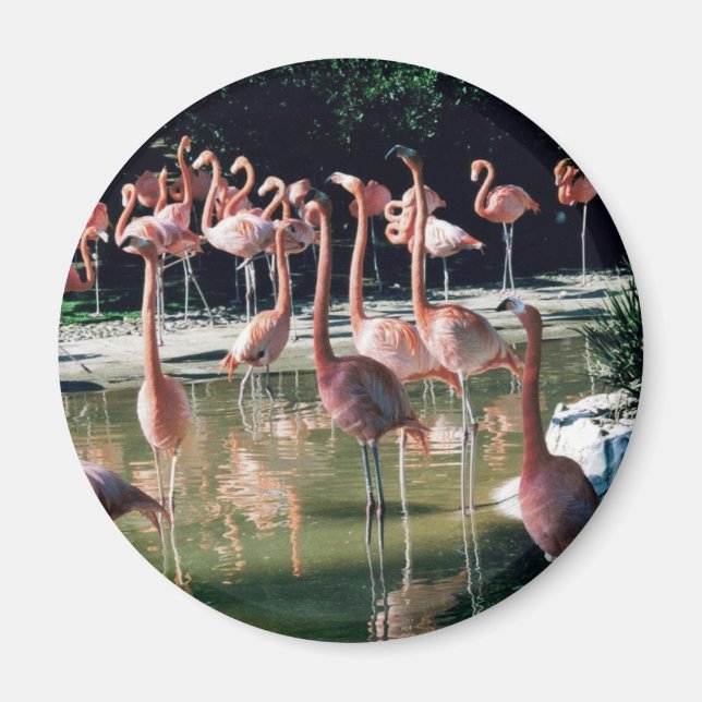 Íman Flamingo Magnet (Frente)