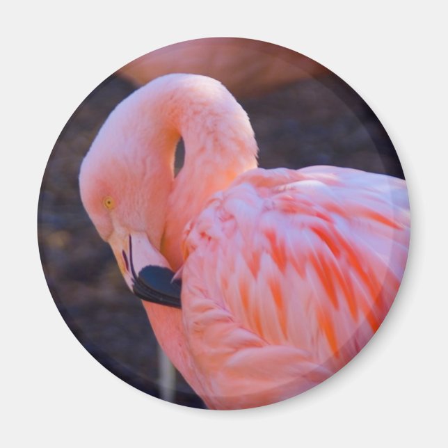 Íman Flamingo Magnet (Frente)
