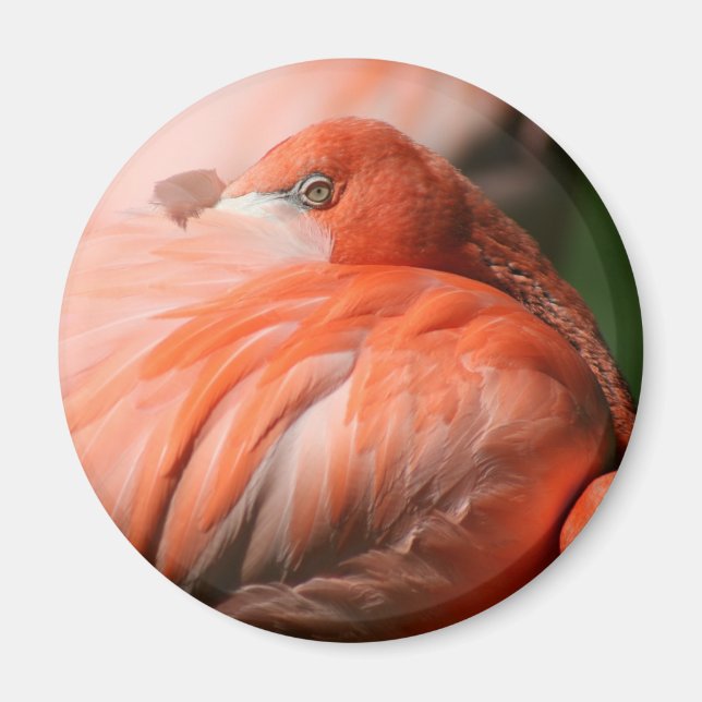 Íman Flamingo Magnet (Frente)