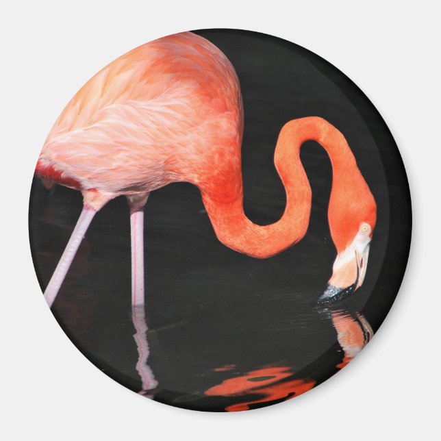 Íman Flamingo Magnet (Frente)