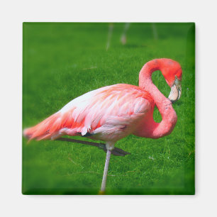 Íman Flamingo Rosa