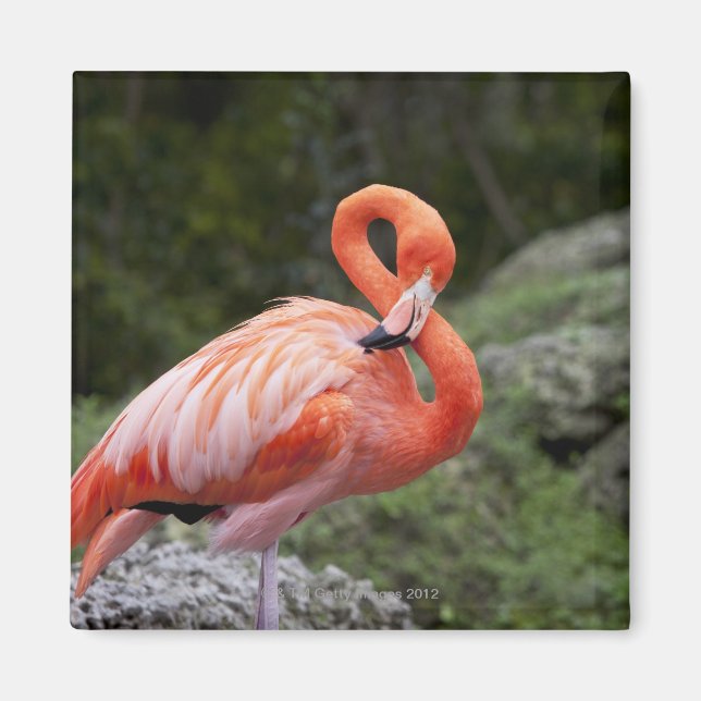 Íman Flamingo Rosa (Frente)