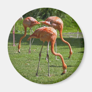 Íman Flamingos