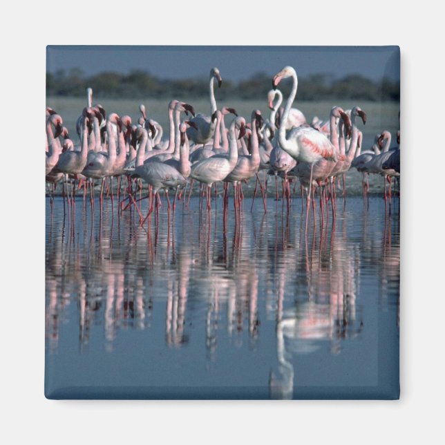 Íman Flamingos (Frente)