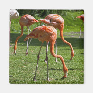 Íman Flamingos