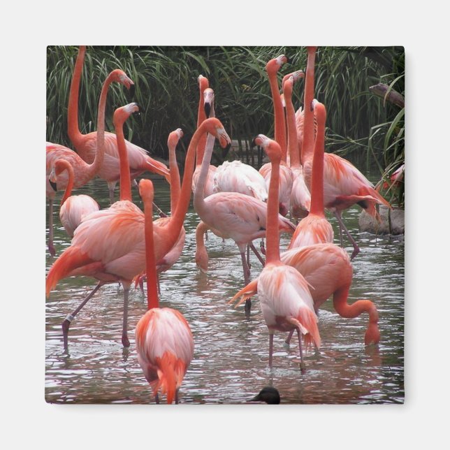 Íman Flamingos (Frente)