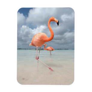 Íman Flamingos Beach Aruba
