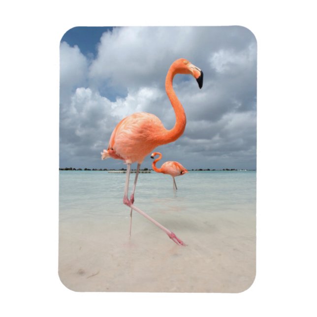 Íman Flamingos Beach Aruba (Vertical)