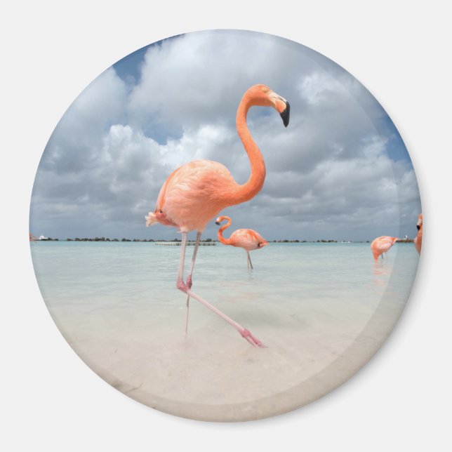 Íman Flamingos Beach Aruba (Frente)