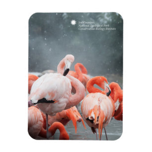 Íman Flamingos de Smithsonian   na neve