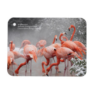 Íman Flamingos de Smithsonian   na neve