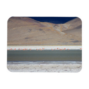 Íman Flamingos em Salar del Huasco, Chile