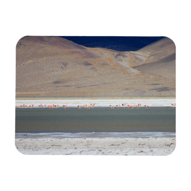 Íman Flamingos em Salar del Huasco, Chile (Horizontal)