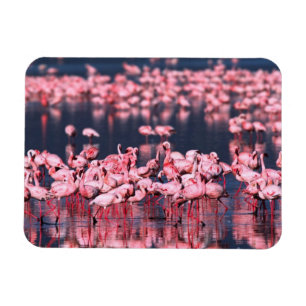Íman Flamingos-menores (Phoeniconaias minor), África,