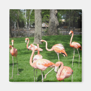 Íman Flamingos Rosa