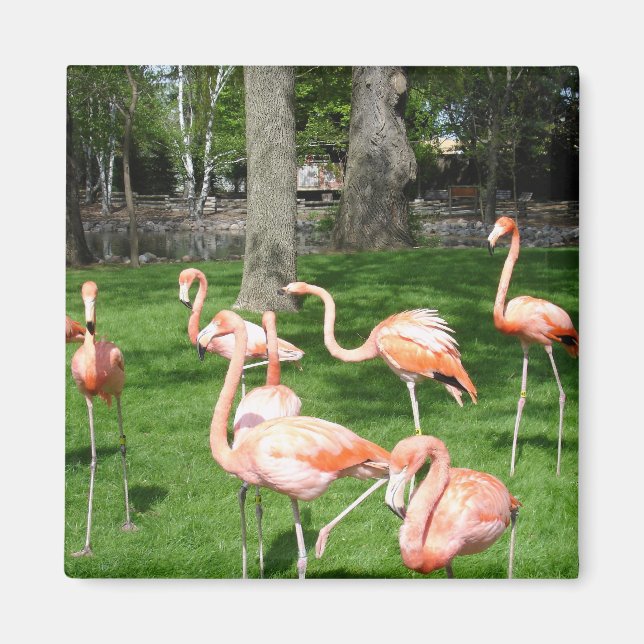 Íman Flamingos Rosa (Frente)