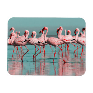 Íman flamingos selvagens africanos