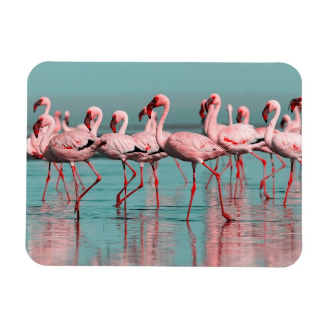 Íman flamingos selvagens africanos (Horizontal)