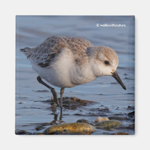 Íman Flautista de Sanderling Strolls Wintry Beach