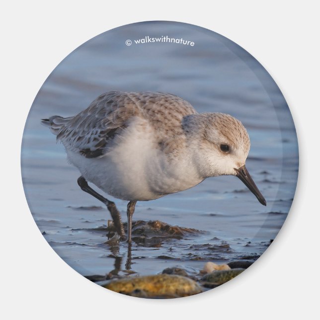 Íman Flautista de Sanderling Strolls Wintry Beach (Frente)