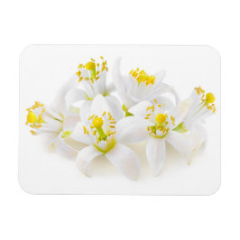 Íman Fleur d'oranger