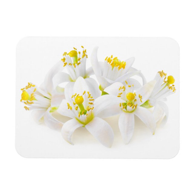 Íman Fleur d'oranger (Horizontal)