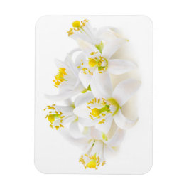 Íman Fleur d'oranger