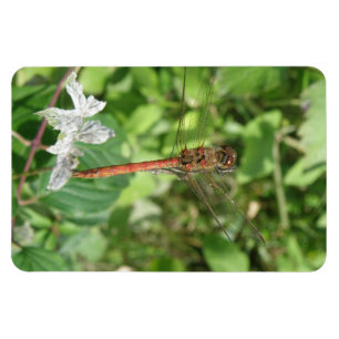 Íman Flexi Darter Comum