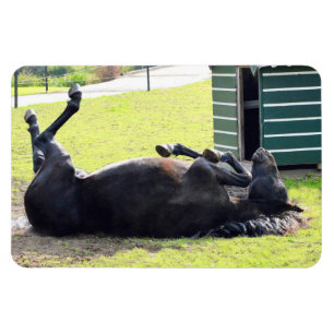 Íman flexível laminado a cavalo