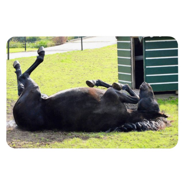 Íman flexível laminado a cavalo (Horizontal)