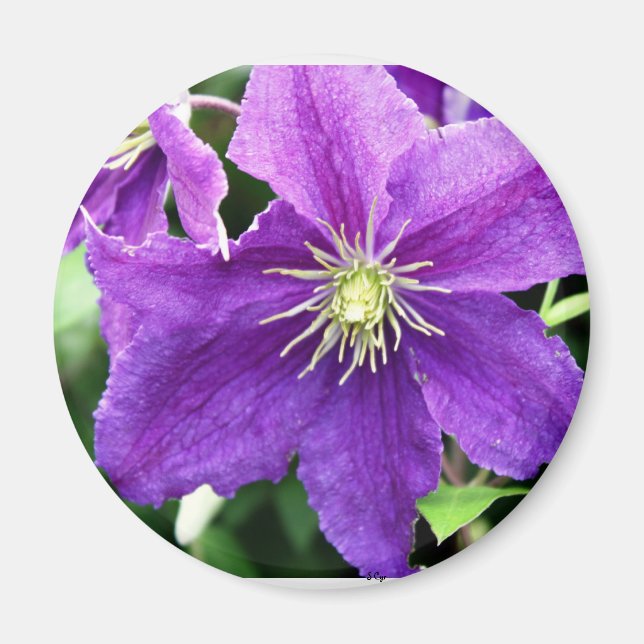 Íman Flirty (Frente)