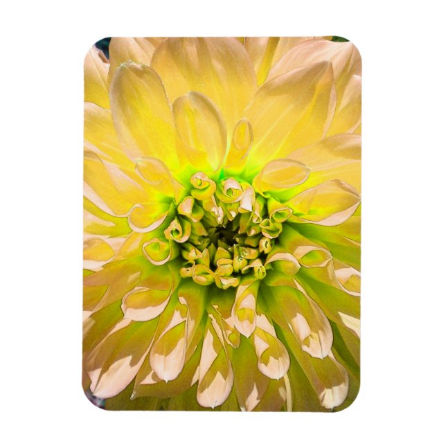 Íman Flor Amarelo Dahlia (Vertical)