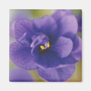 Íman Flor Azul Sangrando de Violet Saintpaulia Zoomed