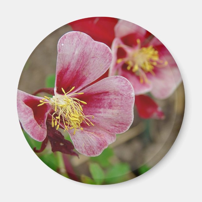 Íman Flor bonito (Frente)