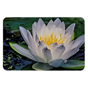 Íman Flor branca de Lotus Brilhante
