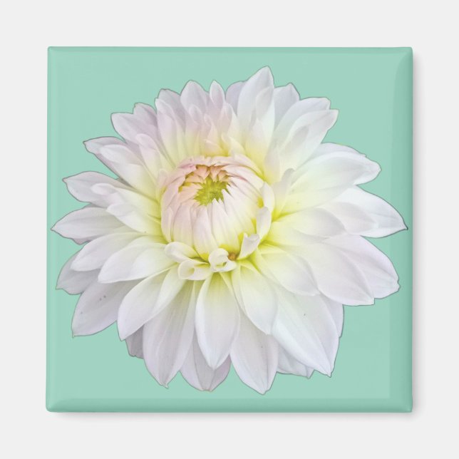 Íman Flor branca e rosa (Frente)