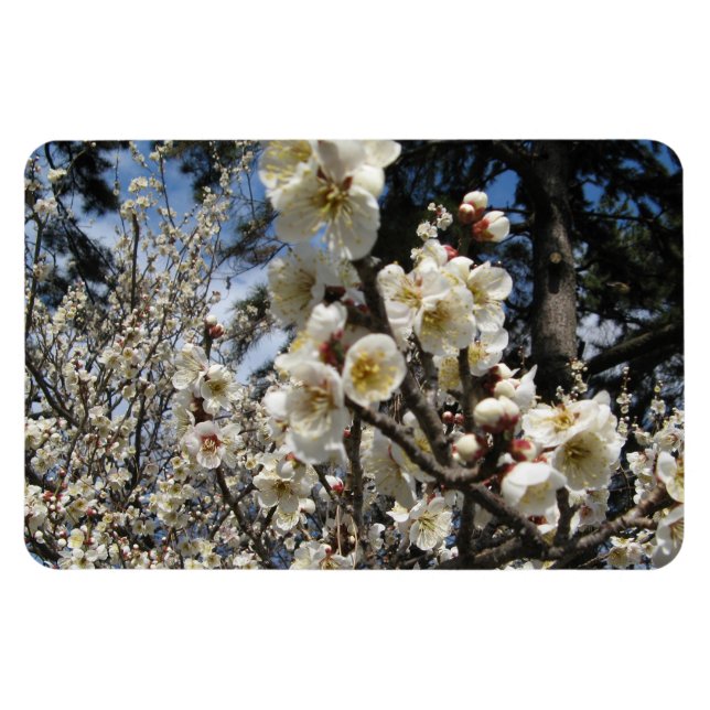 Íman Flor branco de cereja / Sakura / ク サ(桜) (Horizontal)