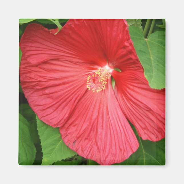 Íman Flor Brilhante Magenta Hibiscus Floral (Frente)