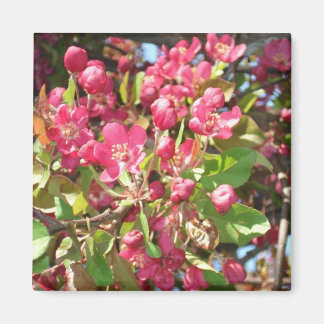 Íman Flor Caranguejo1 Magneto