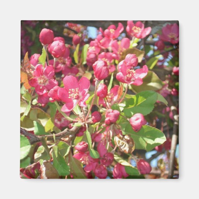 Íman Flor Caranguejo1 Magneto (Frente)