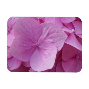 Íman Flor cor-de-rosa 3" do Hydrangea" ímã x4