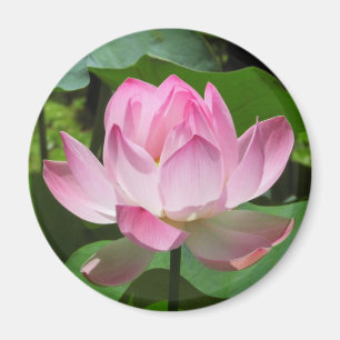 Íman Flor cor-de-rosa de Lotus