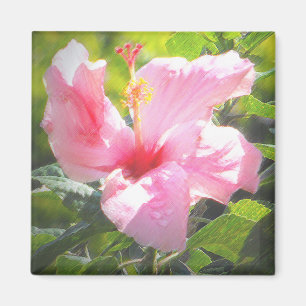 Íman Flor cor-de-rosa do hibiscus