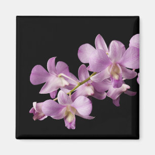 Íman Flor cor-de-rosa no preto - orquídeas da orquíde
