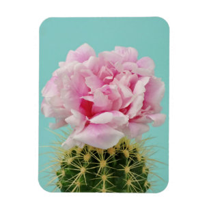 Íman Flor cor-de-rosa sobre o cacto Spiky