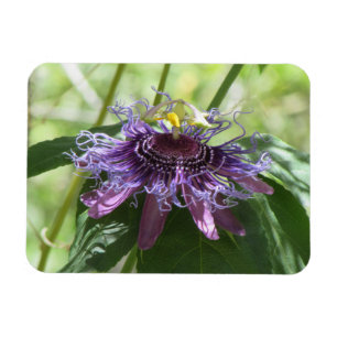 Íman Flor da paixão